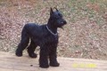 Giant Schnauzers of America image 1