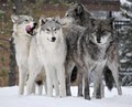 Grizzly & Wolf Discovery Center image 3