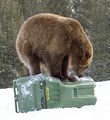 Grizzly & Wolf Discovery Center image 4