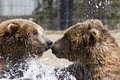 Grizzly & Wolf Discovery Center image 1