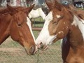 HORSES 'R' US image 1