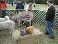 Happy Tales Traveling Petting Zoo Farm and Pony Rentals Too for  Parties image 3