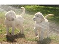 Hatz-Off-Labradors image 3