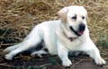 Hatz-Off-Labradors image 1