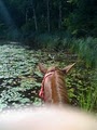 Hill City Horse Rides image 1