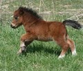 Houck's Miniature Horses image 3