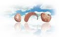 House Ear Clinic Hearing Aid Repair Resound Phonak Tv Ears Digital Santa Monica image 9