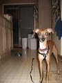 Iowa/Nebraska Italian Greyhound Rescue image 3