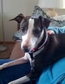 Iowa/Nebraska Italian Greyhound Rescue image 4