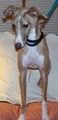 Iowa/Nebraska Italian Greyhound Rescue image 1