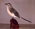 JD Clay - Bird Carver image 3
