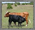 JX RANCH NATURAL BEEF image 1