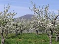 Johnson's Orchards image 5