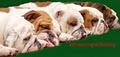 Johnsonsenglishbulldog logo