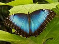 Joseph L. Popp Jr. Butterfly Conservatory image 8