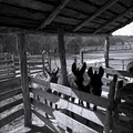 Jourdan-Bachman Pioneer Farms image 7
