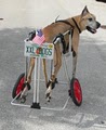 K9 Cart Company East image 8