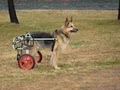 K9 Cart Company East image 10