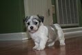 KASE Havanese image 3