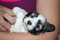 KASE Havanese image 4