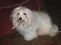 KASE Havanese image 5