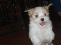 KASE Havanese image 6