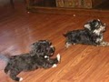 KASE Havanese image 8