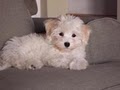 KASE Havanese image 10