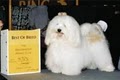 KASE Havanese logo