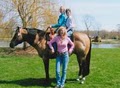 Karen's Quarter Horse & Buckskin Ranch image 2