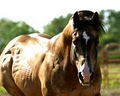 Karen's Quarter Horse & Buckskin Ranch image 1