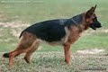 Kennels von Lotta German Shepherds image 2