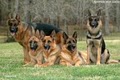 Kennels von Lotta German Shepherds image 3