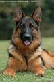 Kennels von Lotta German Shepherds image 6