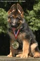 Kennels von Lotta German Shepherds image 7