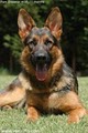 Kennels von Lotta German Shepherds image 8