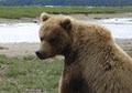 Kodiak Adventures Unlimited image 6