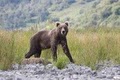 Kodiak Adventures Unlimited image 7