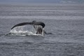 Kodiak Adventures Unlimited image 9
