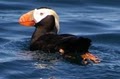 Kodiak Adventures Unlimited image 10