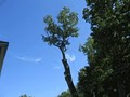Kustom Trim Tree Service LLC image 3