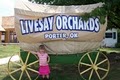 Livesay Orchards logo