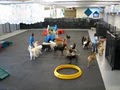 Lucky Dog Boarding, Daycare and Training - North/Central image 3