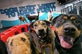 Lucky Dog Boarding, Daycare and Training - North/Central image 9