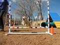 Lucky Dog Boarding, Daycare and Training - North/Central image 10
