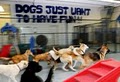 Lucky Dog Boarding, Daycare and Training - North/Central image 1
