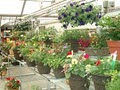 Malmborg's Garden Center image 6