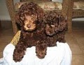 Michigan Labradoodle Breeders image 1