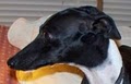 Nebraska Italian Greyhound Rescue image 3