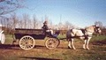 New Freedom Horse Drawn Carriages, LLC. image 1
